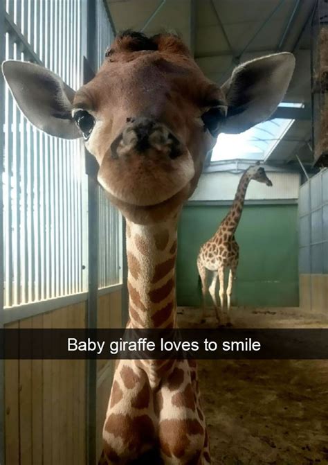 animal kingdom snapchat
